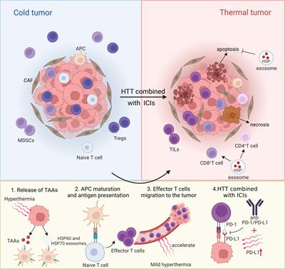 Hyperthermia combined with immune <mark class="highlighted">checkpoint inhibitor therapy</mark> in the treatment of primary and metastatic tumors